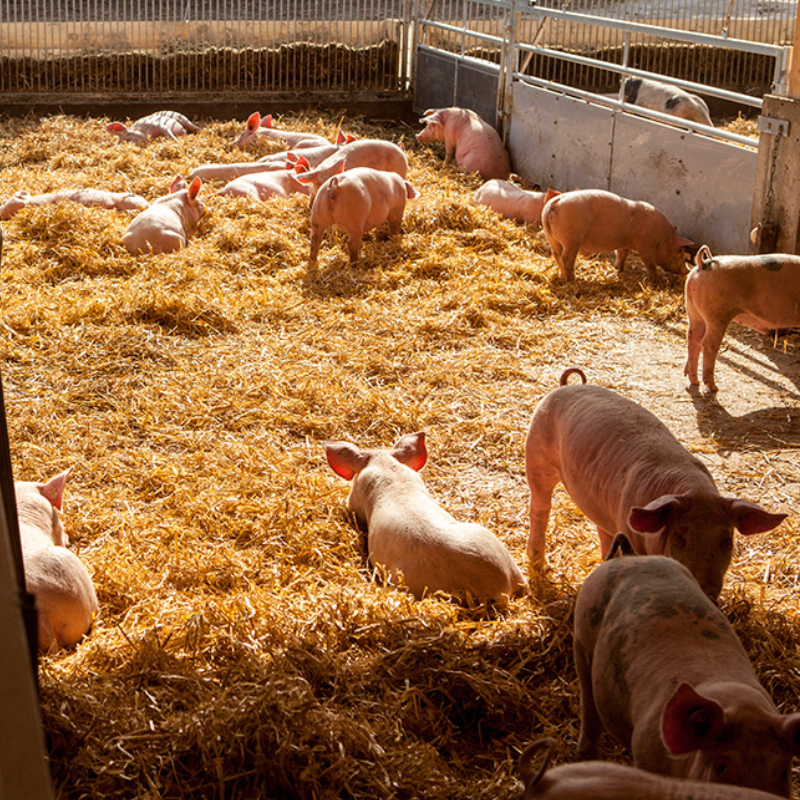 Schweinefleisch-Paket 