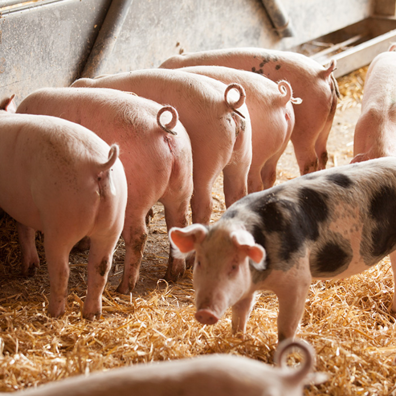 Schweinefleisch-Paket 